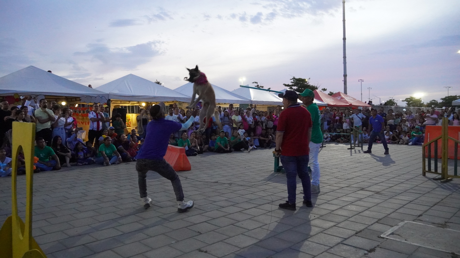 Show canino en la Plaza de la Paz