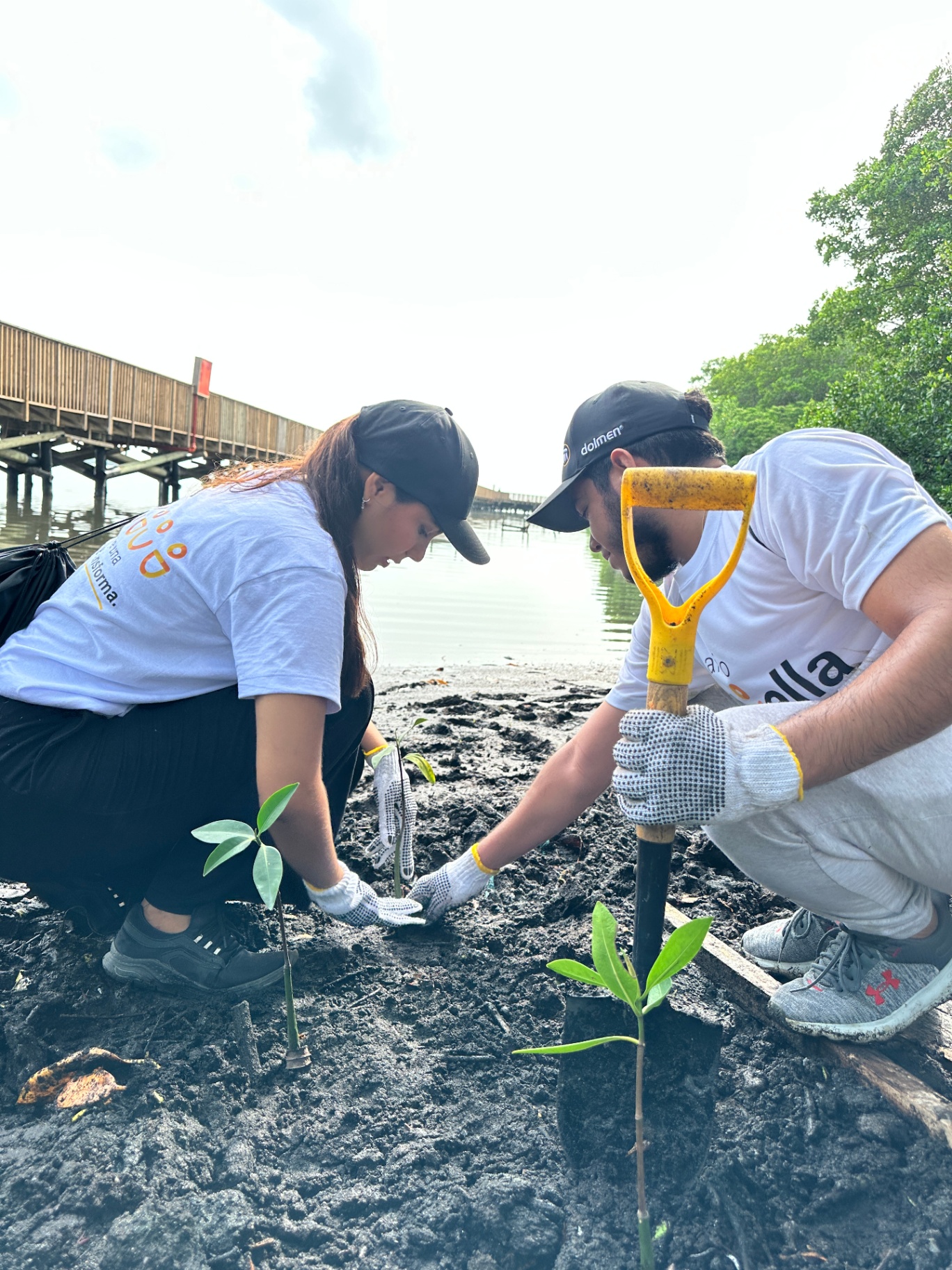 Voluntarios sembrando mangle en pareja